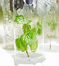Miniatura Roślinne kultury in vitro