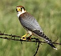Falco chicquera (Rajasthan, India)