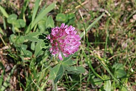 Red clover of Uniondale