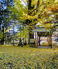 A ginkgo tree Kaicyō-ji Temple in Nara