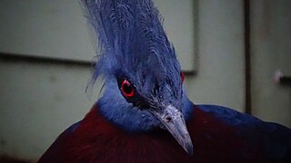 Ménagerie du jardin des plantes de Paris