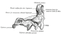 第二頸椎(横)・軸椎