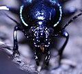 Miniatura para Calosoma externum