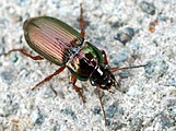 Harpalus rubripes