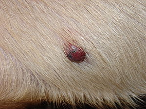 Hemangiosarcoma of the skin of a seven year ol...