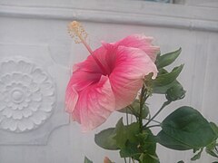 Hibiscus rosa-sinensis of Tamilnadu.jpg