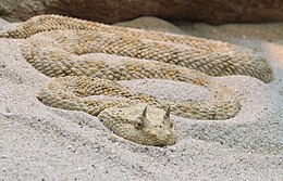 Szarvasvipera a stuttgarti állatkertben (Baden-Württemberg, Németország)