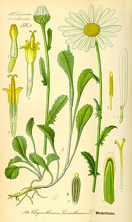 Réti margitvirág (Leucanthemum vulgare)