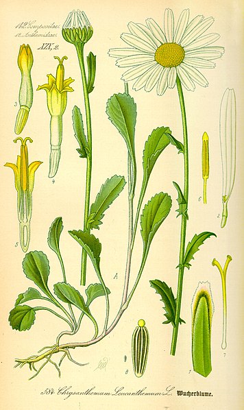 357px Illustration Chrysanthemum leucanthemum0
