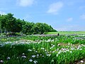 2016年12月17日 (土) 10:07時点における版のサムネイル