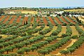 Оливковые рощи в Тунисе