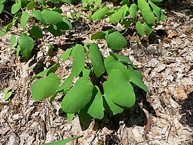 Jeffersonia diphylla