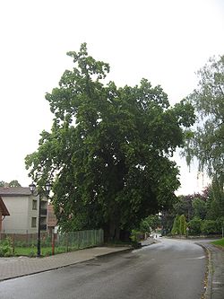 červen 2007