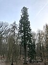 Küsten-Tanne im Schlosspark Friedelhausen (2019)