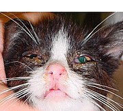 Klinisches Bild des durch Herpesviren verursachten Katzenschnupfens