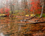 Осенняя листва с красными и оранжевыми листьями в Барилоче