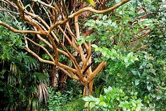 Arbre de Júpiter Lagerstroemia indica