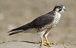 Miniatura per Falco biarmicus
