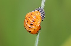 一個瓢蟲蛹