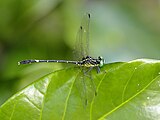 Male, Cairns