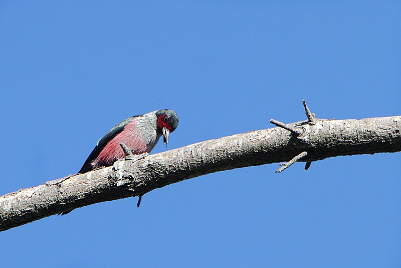 File:Lewis's woodpecker (Melanerpes lewis ) with bug in it's bill.jpg