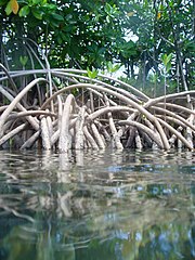 Magrove roots provide habitat for numerous marine animals (NOAA)