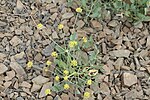 Miniatura para Lomatium nudicaule