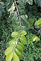 Honeysuckle, Lonicera sp.