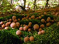 Photo d'un groupe de Lycoperdon pyriformis