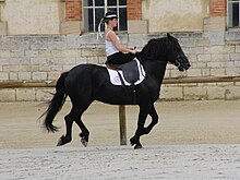 Jeune femme en tenue d'amazone montant un cheval noir trapu à l'encolure imposante au galop.