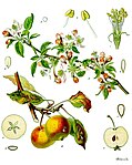Illustration av äpple där man ser att fruktveden är randig av bladärr.