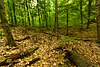 Marinette County Beech Forest.jpg