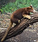 Brown tree-kangaroo