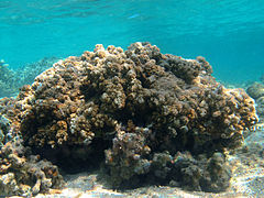 Corail Montipora sp.