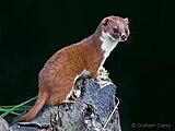 Mustela nivalis (Least Weasel)