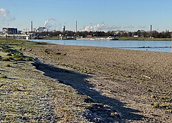 Kies- und Sandflächen des Rheinufers mit überwinternden Gänsen