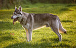 Thumbnail for Northern Inuit Dog