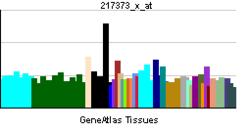 PBB GE MDM2 217373 x at tn.png