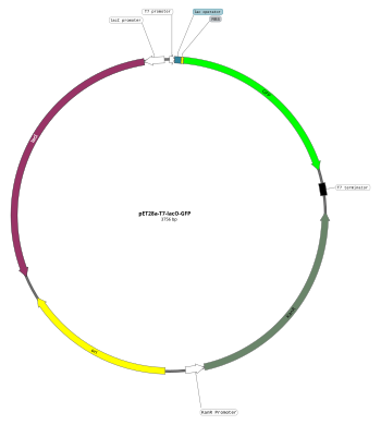 Plasmid map of a 3,756-bp expression vector used in the expression of a transgene that makes green fluorescent protein (GFP). The vector also includes a gene for the lac repressor (lacI) and a gene conferring resistance to the antibiotic kanamycin (KanR), as well as various promoters for driving the expression of these genes. PET28a-T7-lacO-GFP.svg