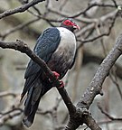 Papuan Mountain Pigeon RWD6 (cropped).jpg
