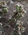 scorpioid flowerheads