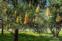 A pine with male flowers releasing pollen into the wind Pine releasing pollen into the wind in Tuntorp 1.jpg