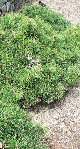 Pinus mugo (pinheiro-anão ou pinheiro-das-montanhas)