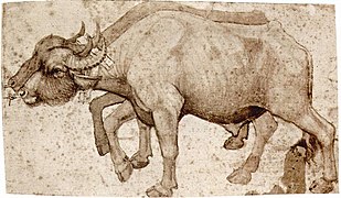 Buffles, par Pisanello (vers 1420-1440).