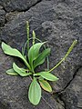 Plantago camtschatica