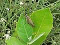 Poekilocerus bufonius vittatus male.jpg