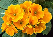 The carotenoids in primrose produce bright red, yellow and orange shades.