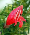 Prostanthera aspalathoides