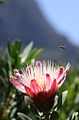 Protea venusta