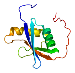 Белок MAP3K2 PDB 2cu1.png